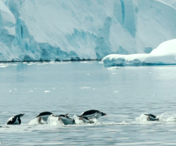 Pływające pingwiny